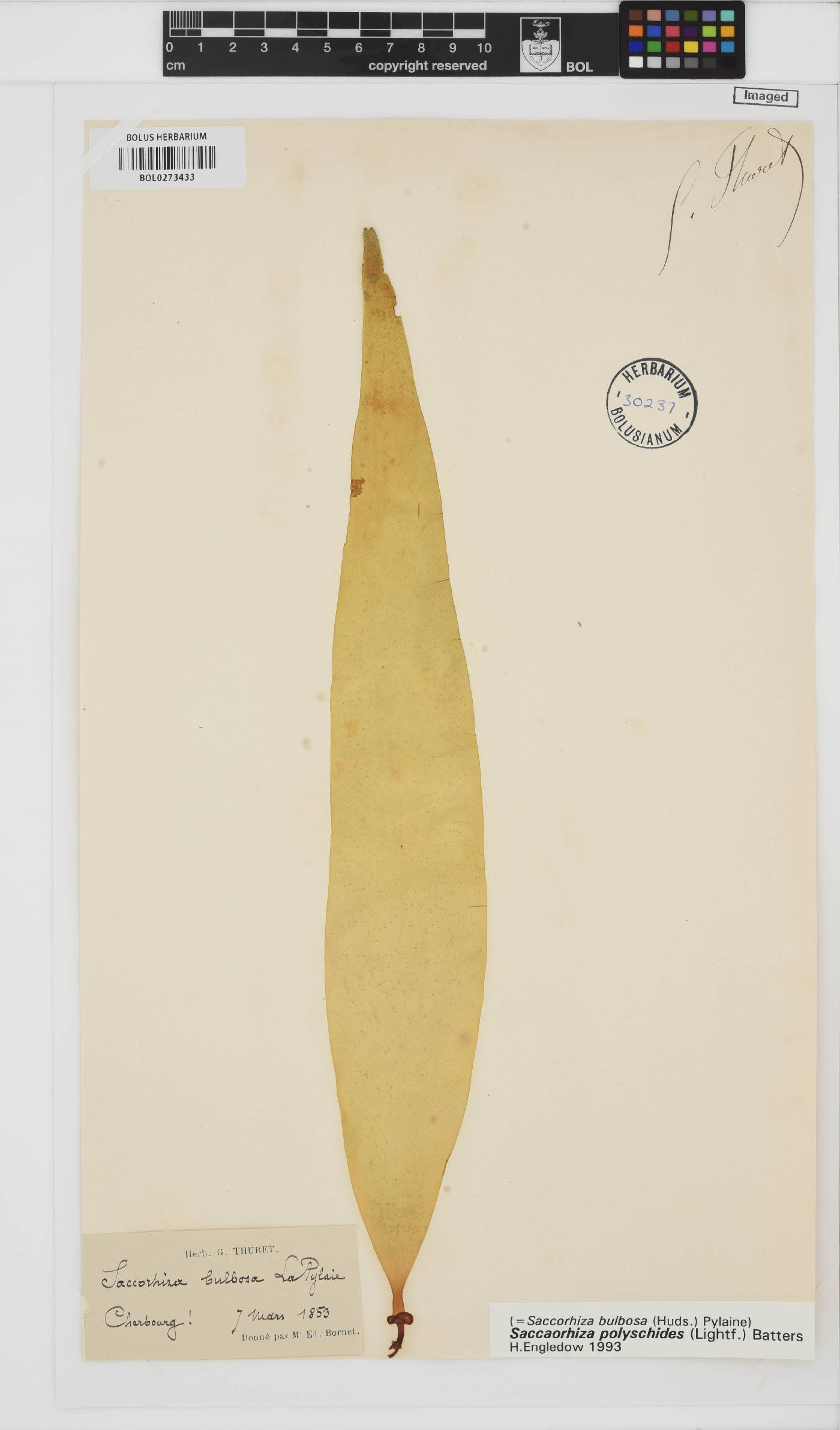 Saccorhiza polyschides image