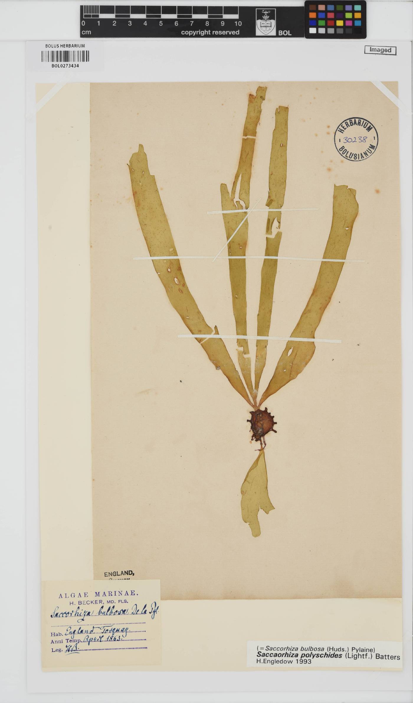 Saccorhiza polyschides image