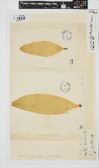 Saccorhiza polyschides image