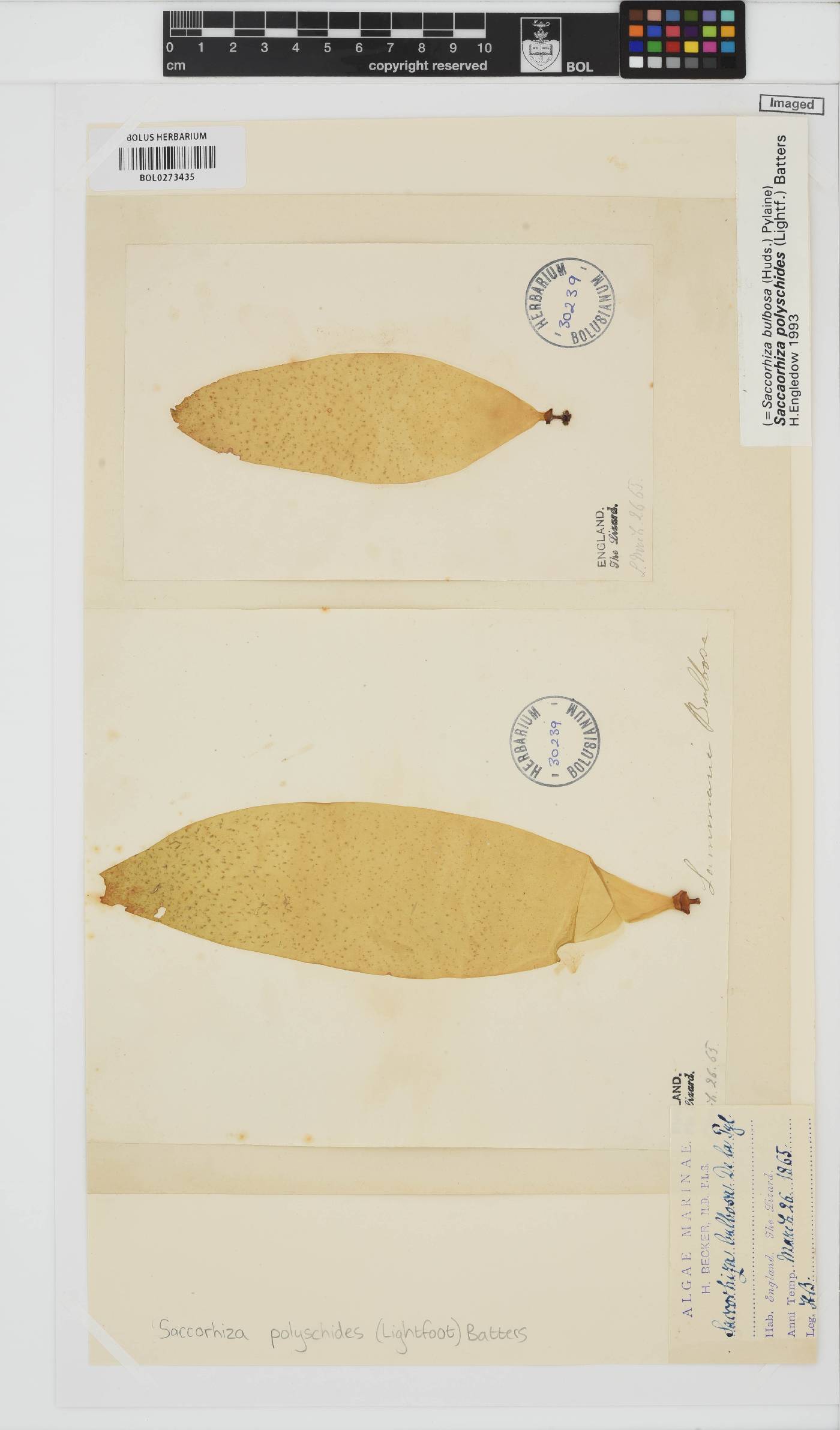 Saccorhiza polyschides image