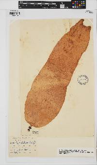 Saccorhiza polyschides image