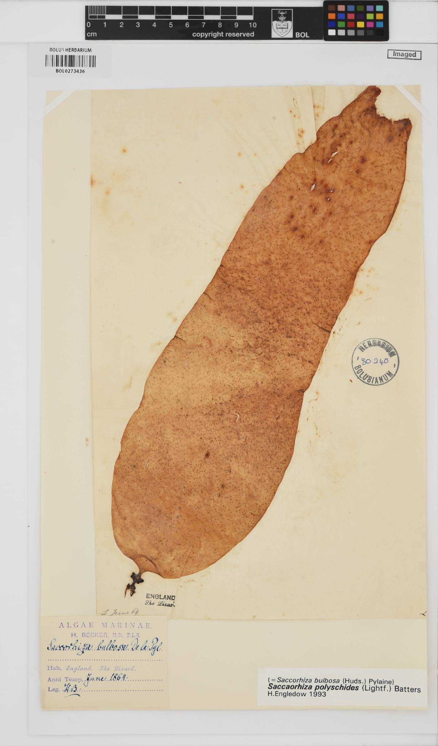 Saccorhiza image
