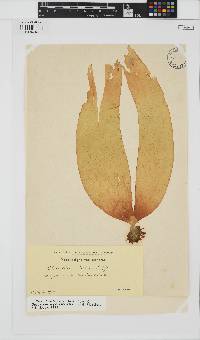 Saccorhiza polyschides image