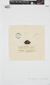 Pseudoralfsia verrucosa image