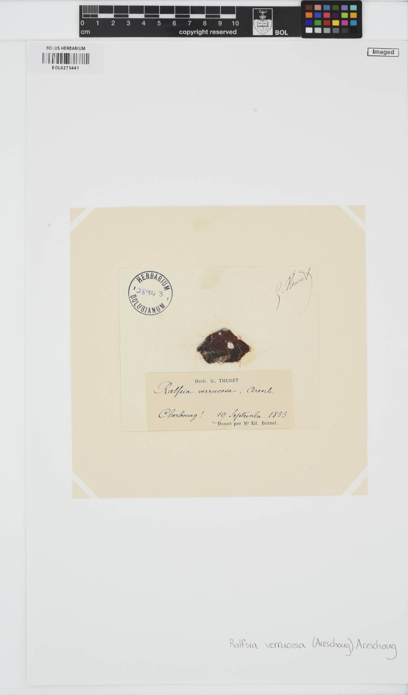 Pseudoralfsia verrucosa image