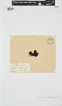 Pseudoralfsia verrucosa image