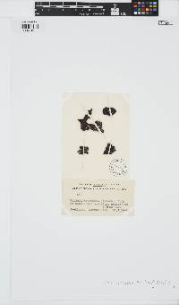 Pseudoralfsia verrucosa image