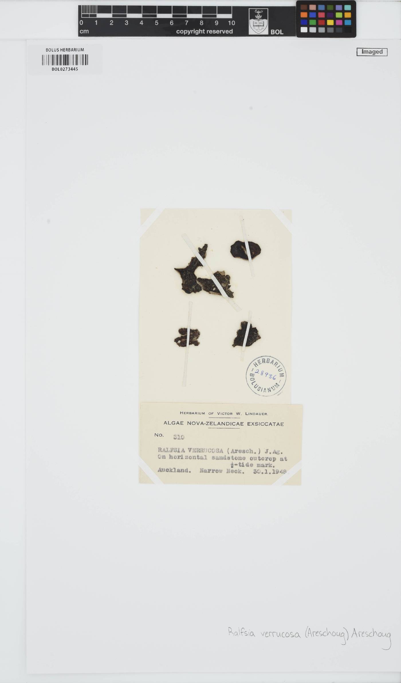 Pseudoralfsia verrucosa image