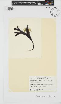 Pylaiella littoralis image