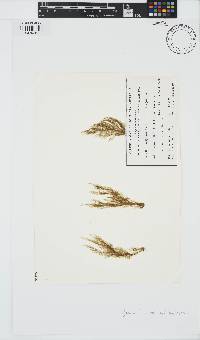 Pylaiella littoralis image