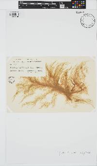 Pylaiella littoralis image