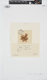 Pylaiella littoralis image
