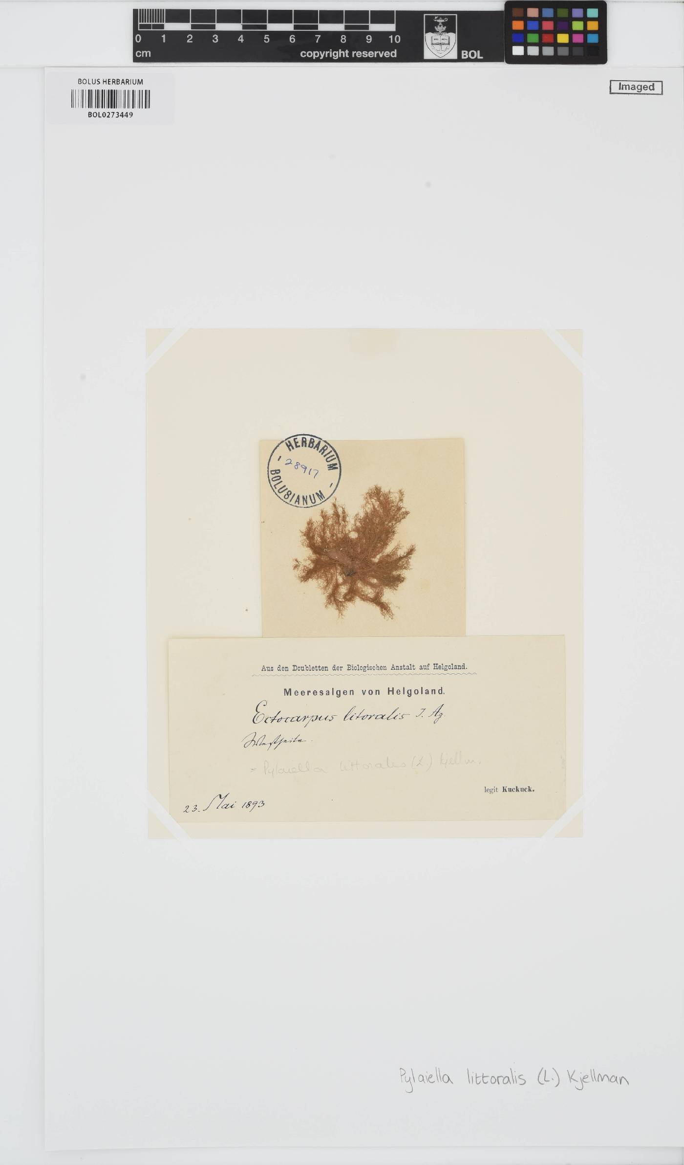 Pylaiella littoralis image