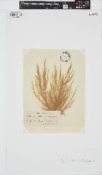Pylaiella littoralis image