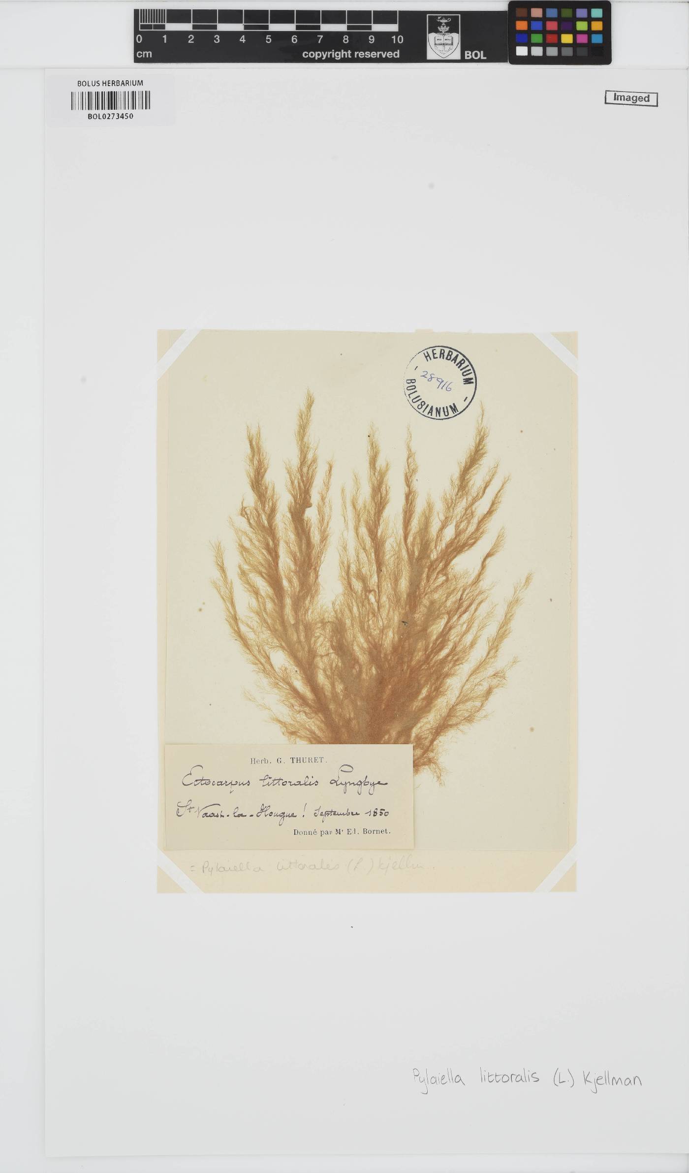 Pylaiella littoralis image