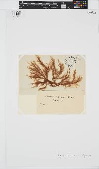 Pylaiella littoralis image