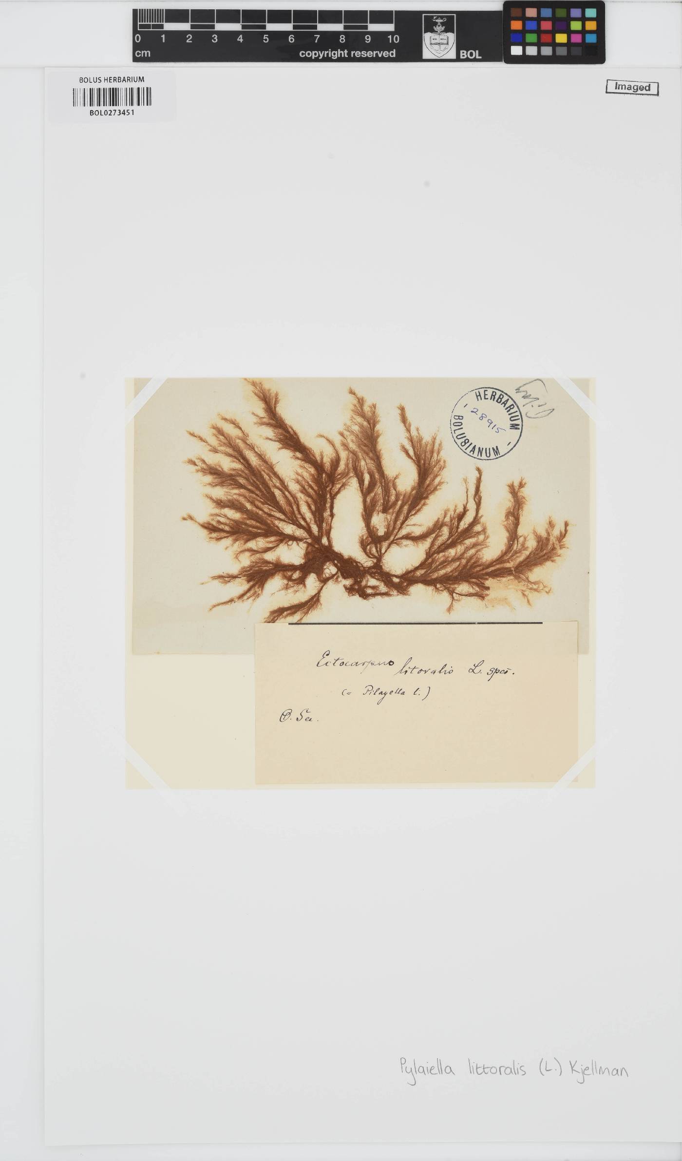Pylaiella littoralis image