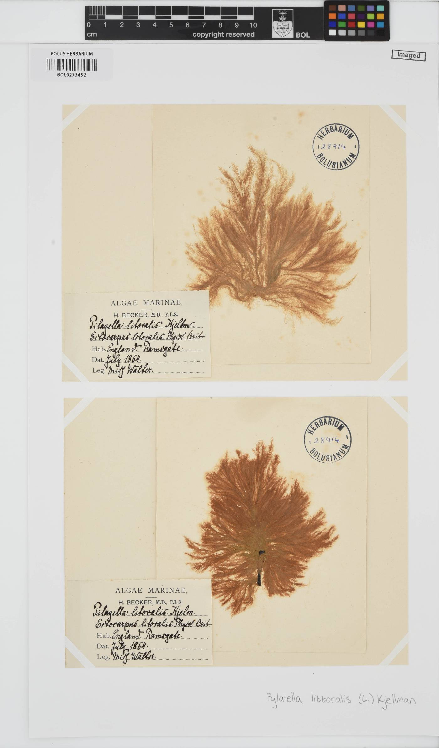 Acinetosporaceae image