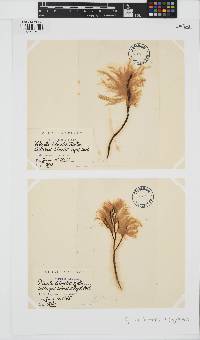 Pylaiella littoralis image