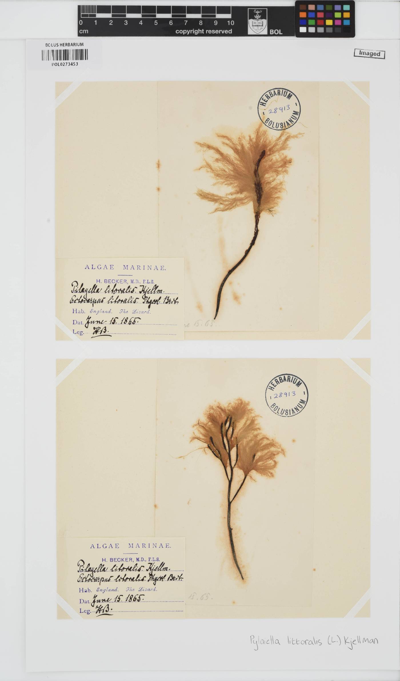 Pylaiella image