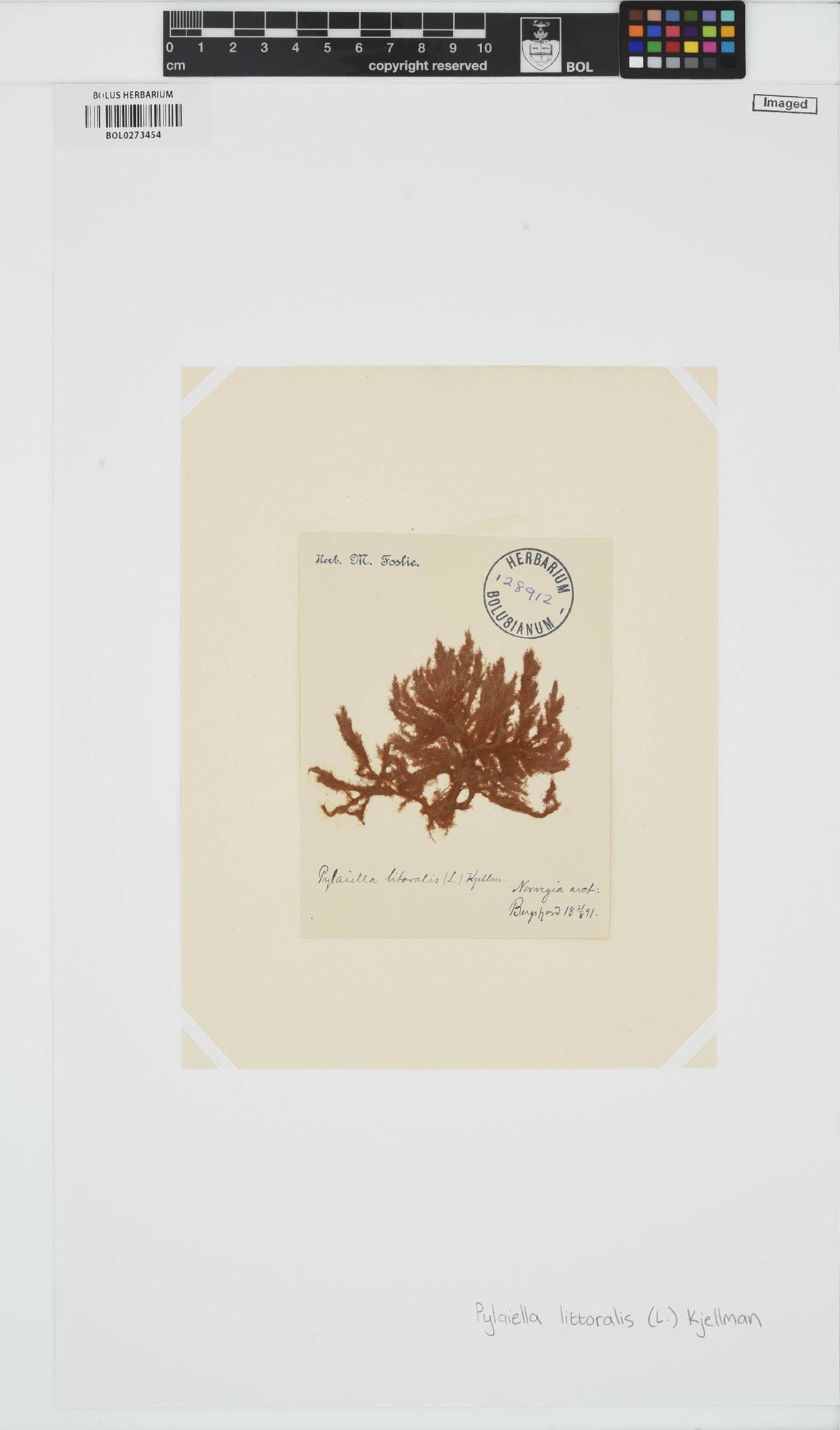 Pylaiella littoralis image