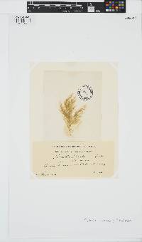 Pylaiella littoralis image