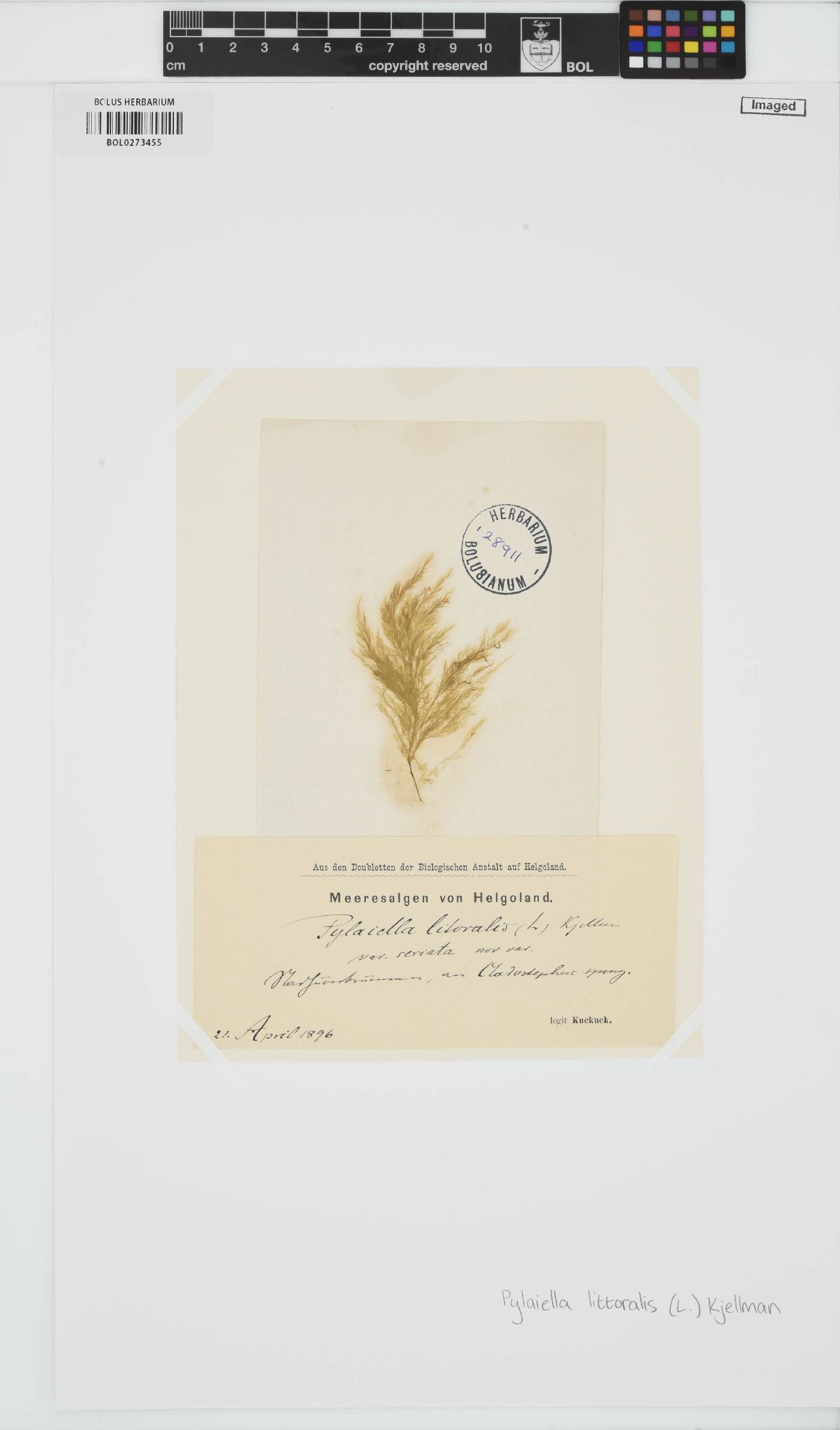 Acinetosporaceae image