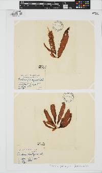 Punctaria plantaginea image