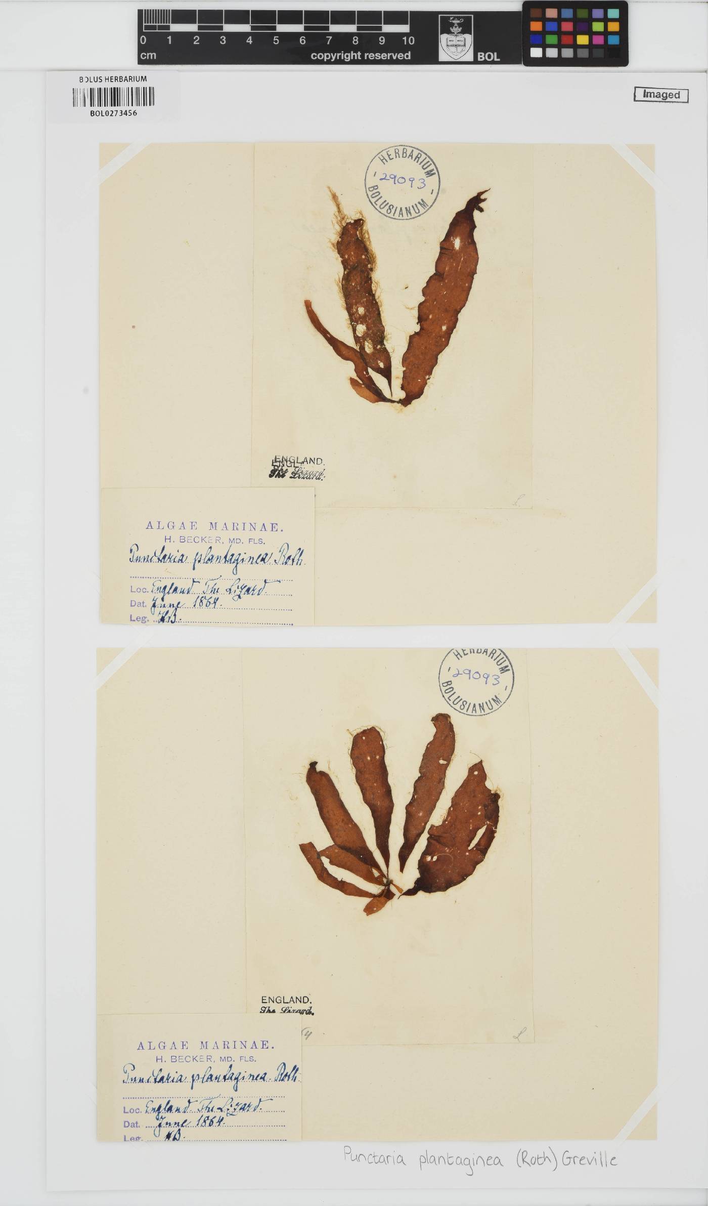 Punctaria image