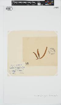 Punctaria plantaginea image