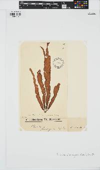 Punctaria plantaginea image