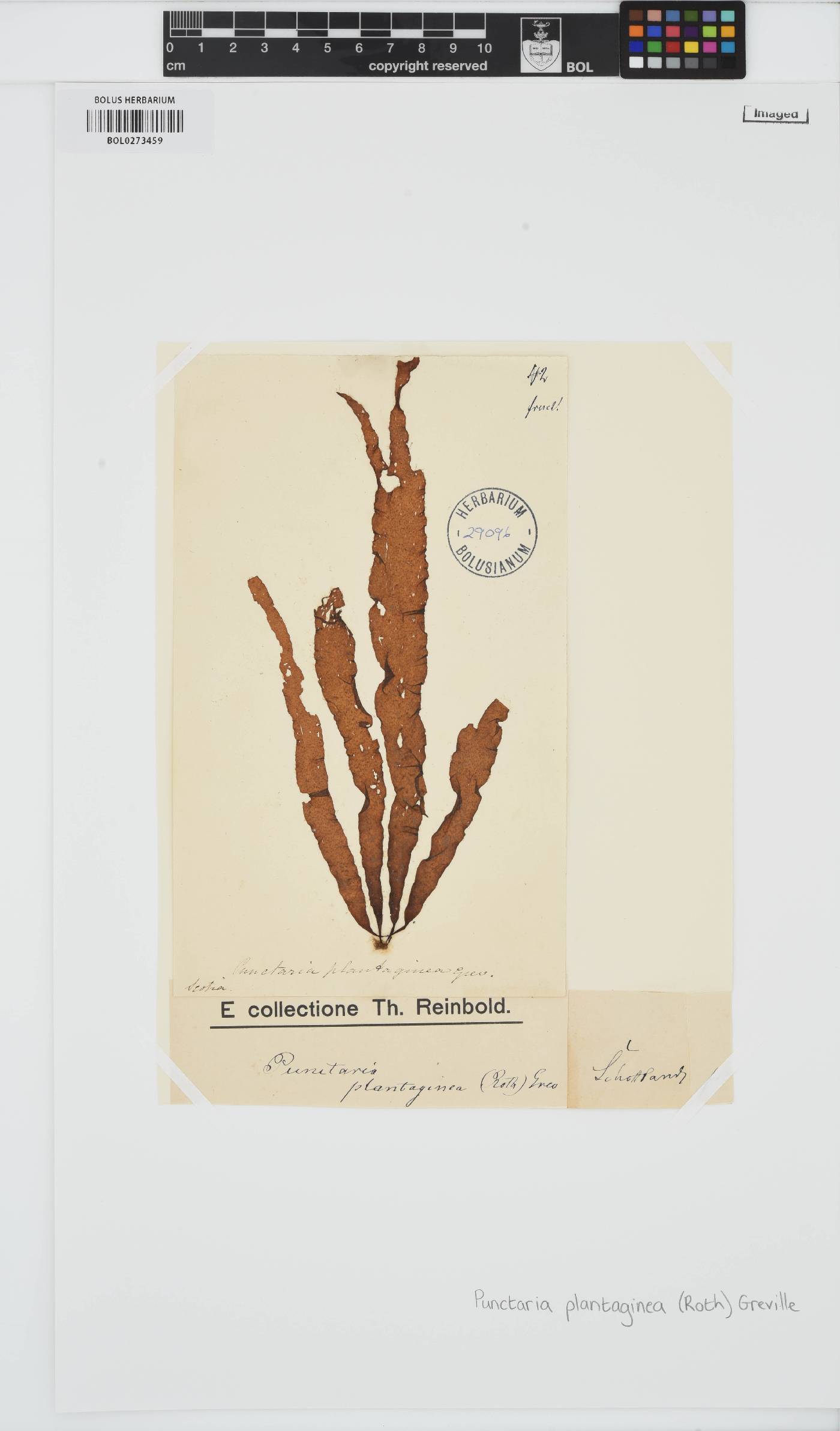Punctaria plantaginea image