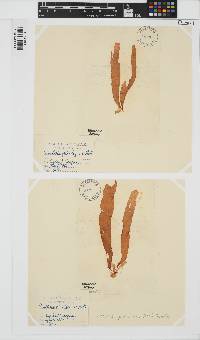 Punctaria plantaginea image