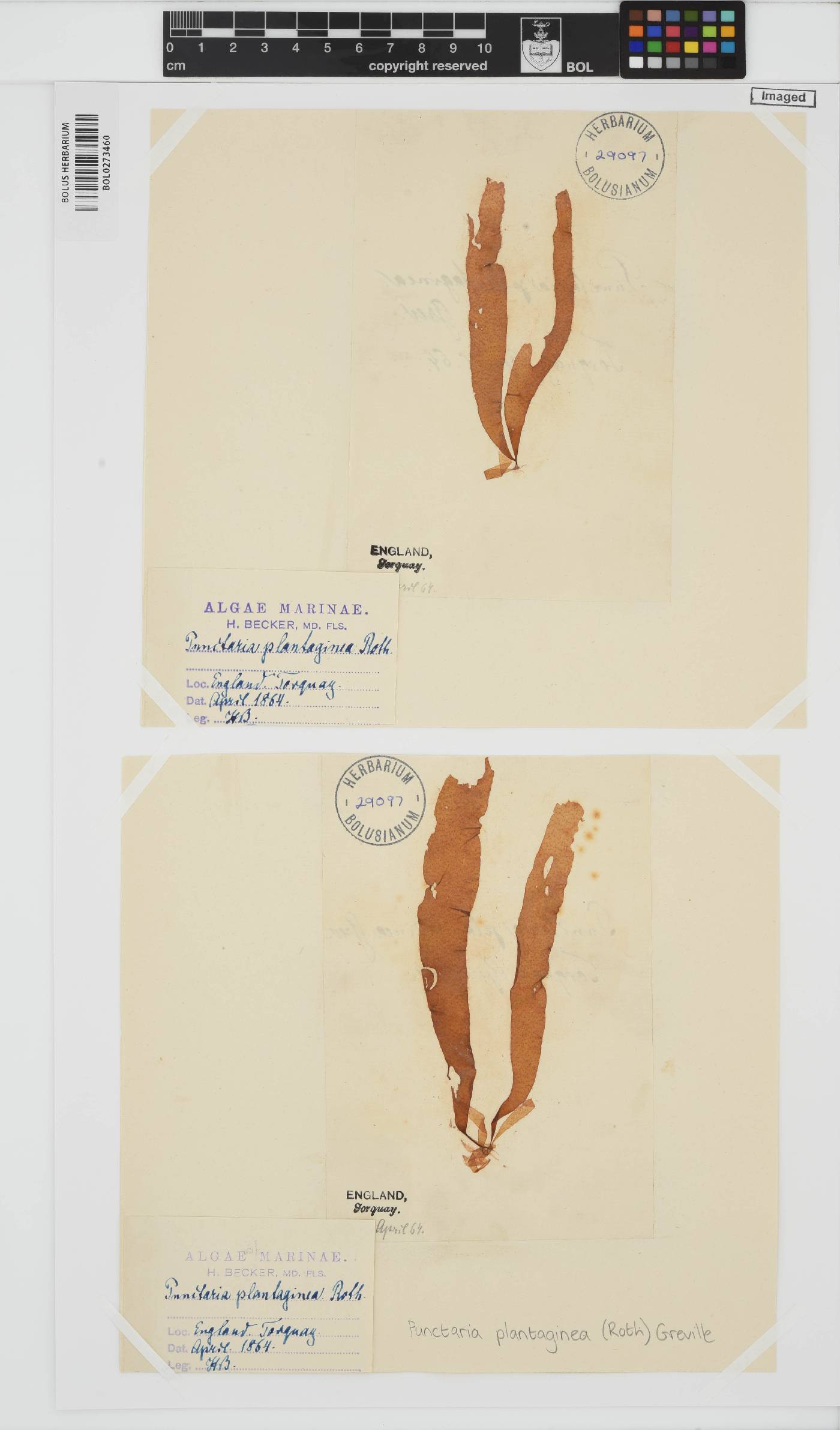 Punctaria plantaginea image