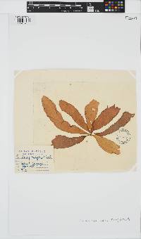 Punctaria plantaginea image