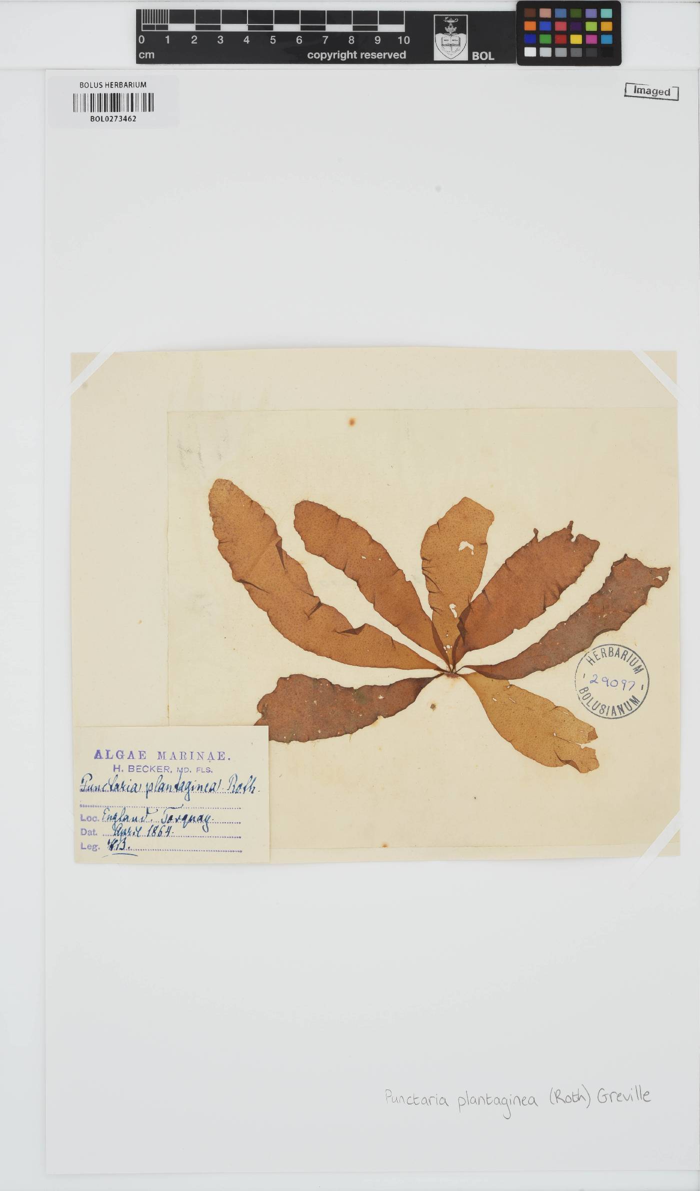 Punctaria image