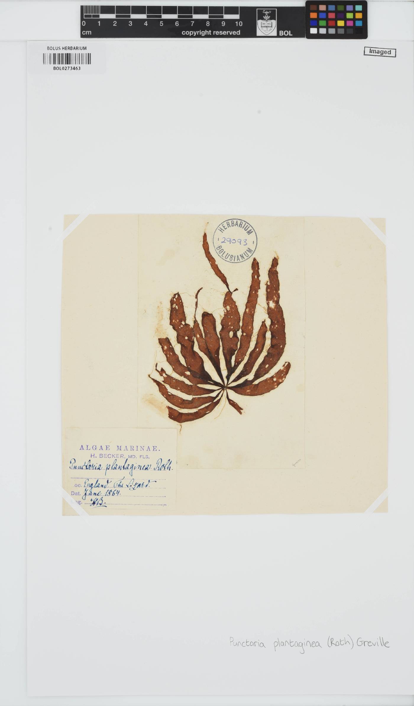 Punctaria plantaginea image