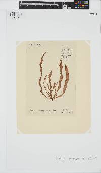 Punctaria plantaginea image