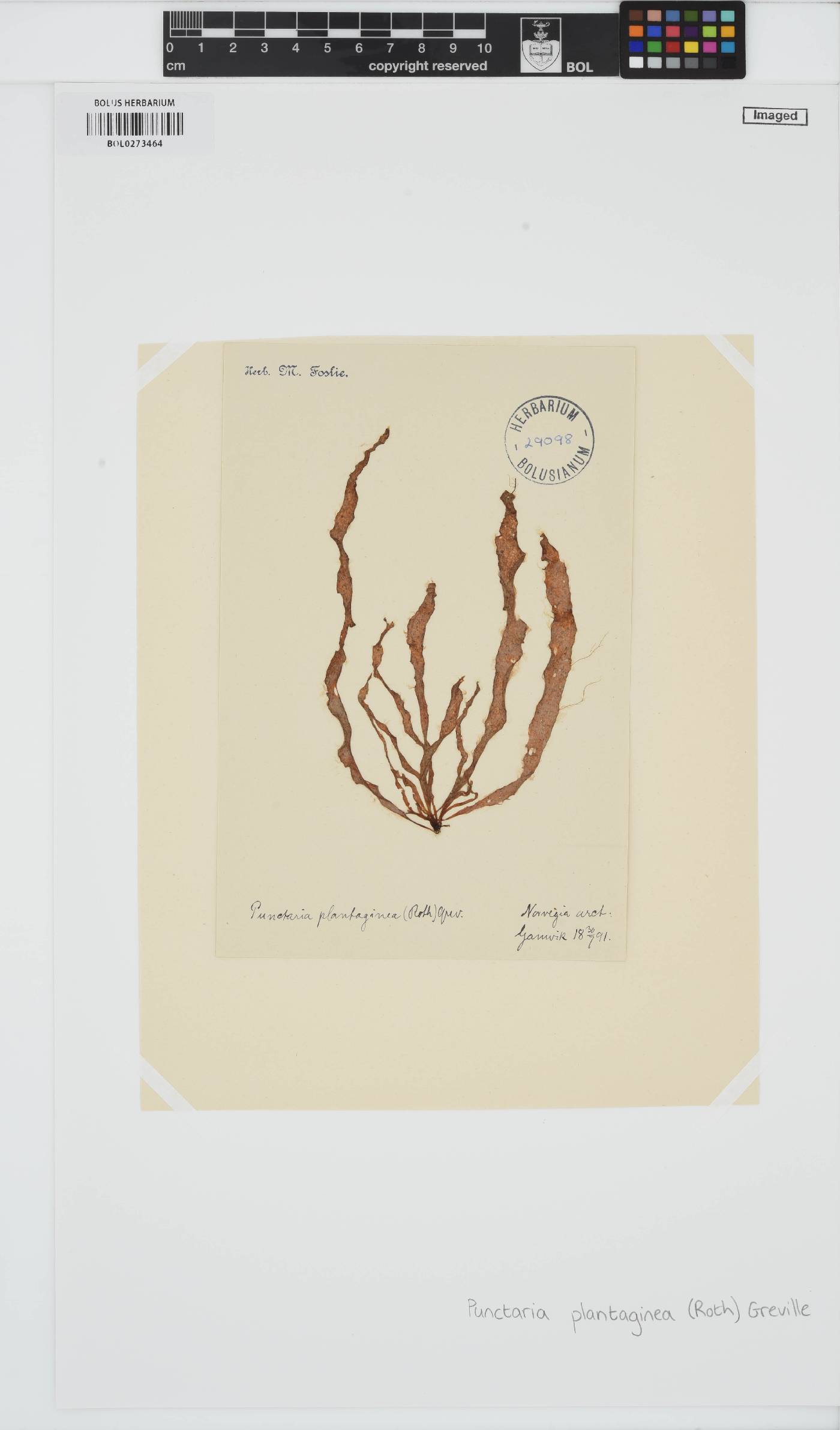 Punctaria plantaginea image