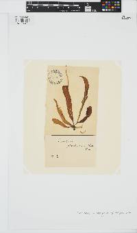 Punctaria plantaginea image