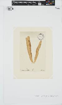 Punctaria plantaginea image