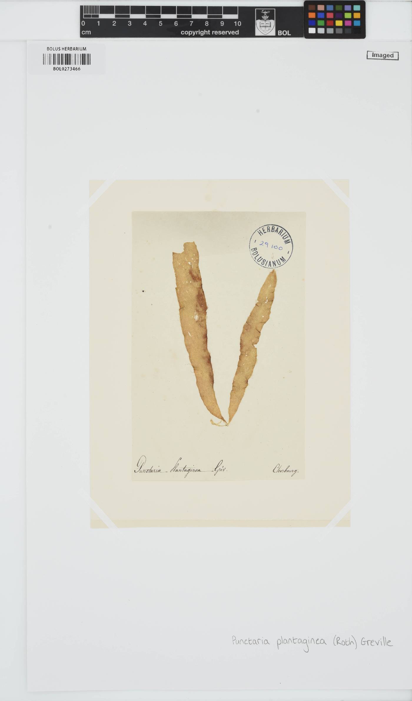 Punctaria plantaginea image