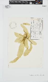 Punctaria latifolia image