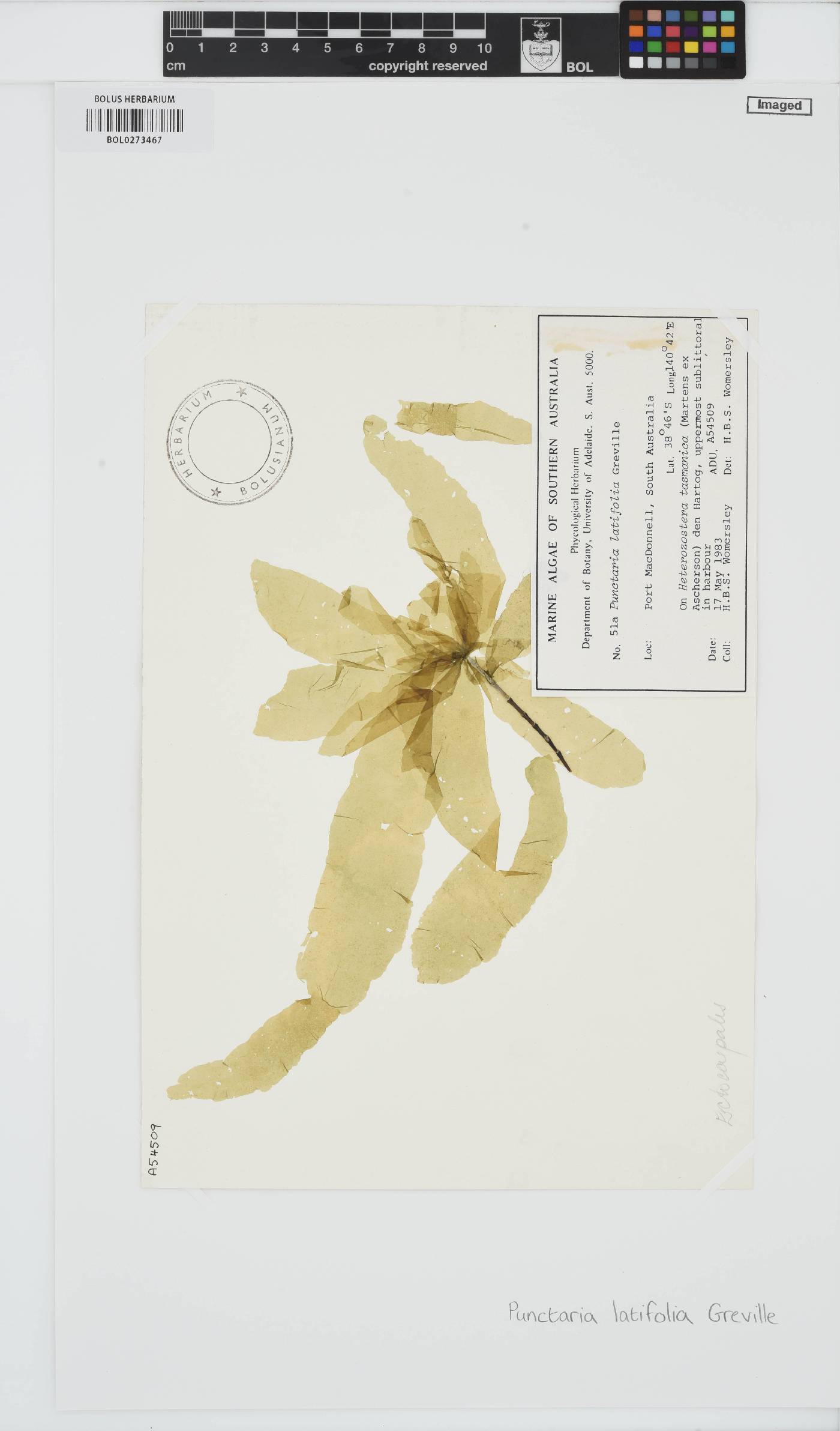 Punctaria latifolia image