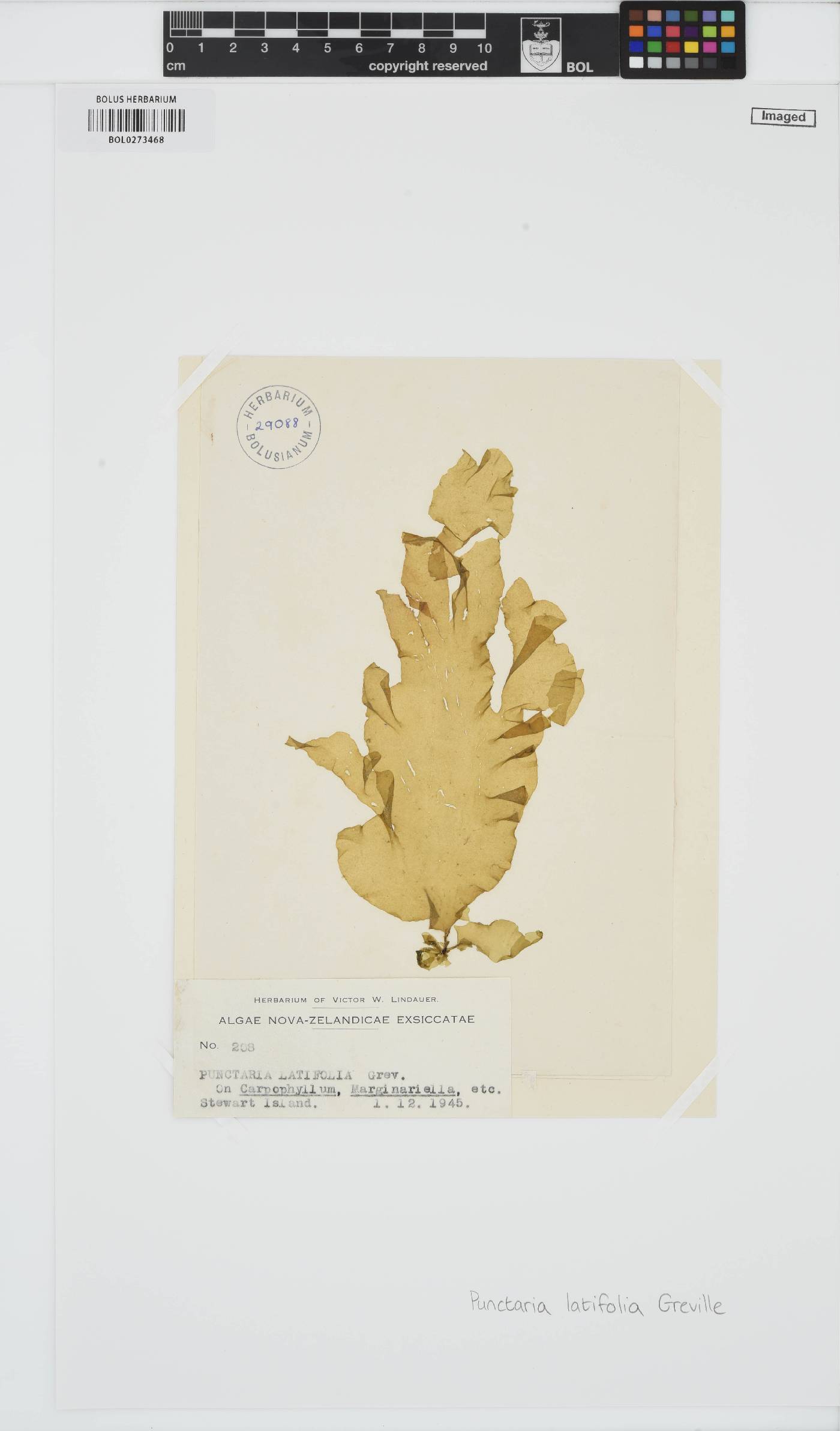 Punctaria latifolia image
