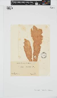 Punctaria latifolia image