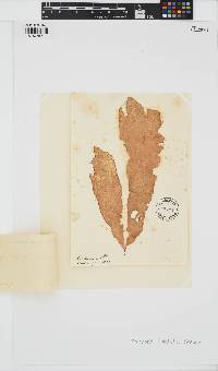 Punctaria latifolia image