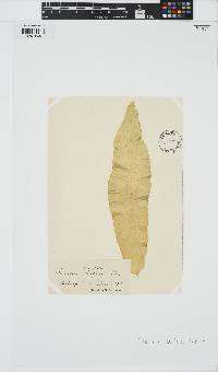Punctaria latifolia image