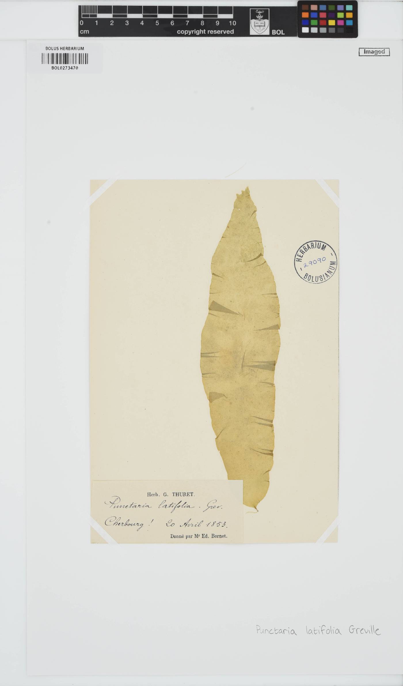Punctaria latifolia image