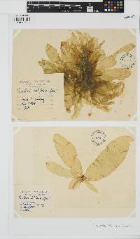 Punctaria latifolia image